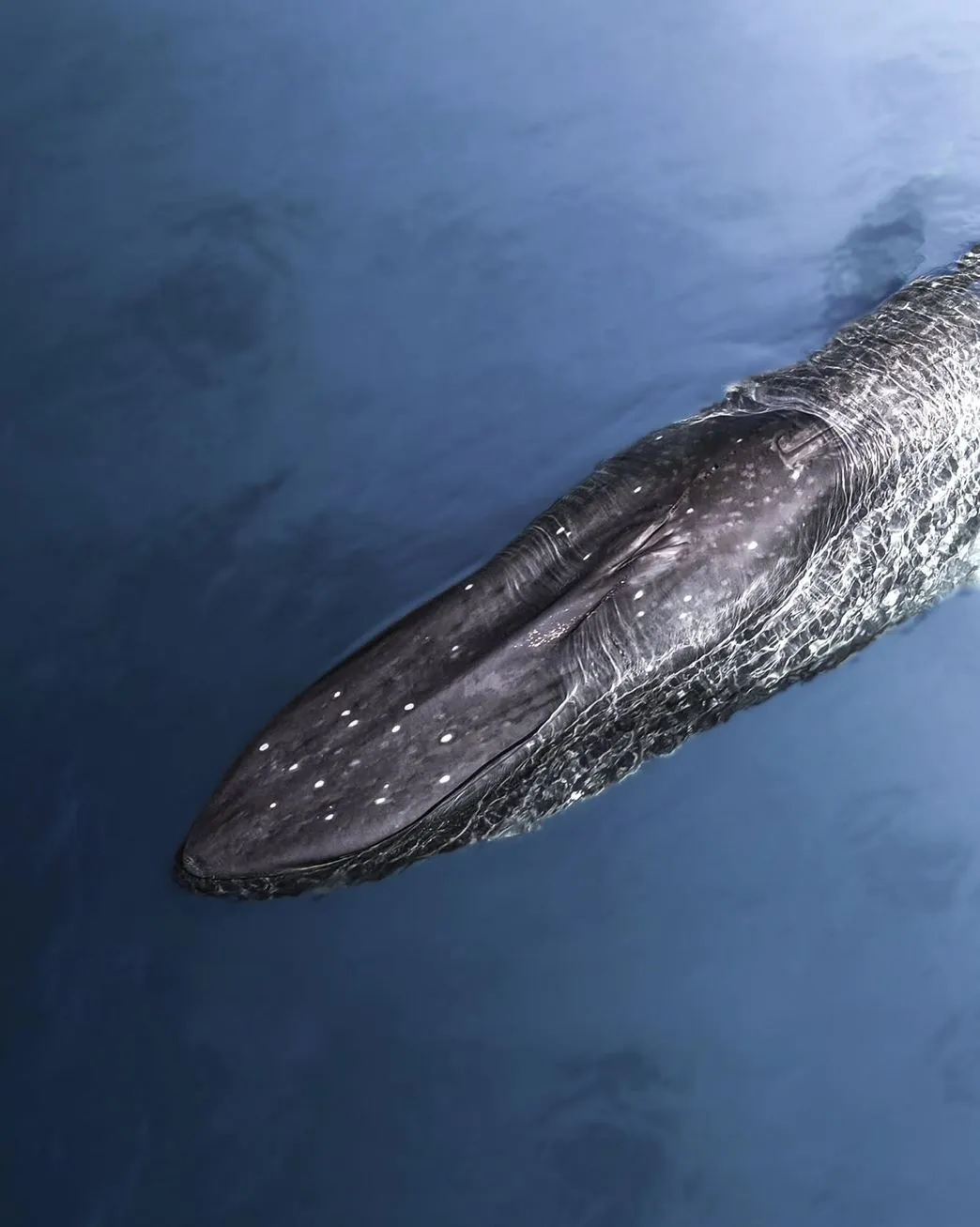 Best Times to Visit, whale watch