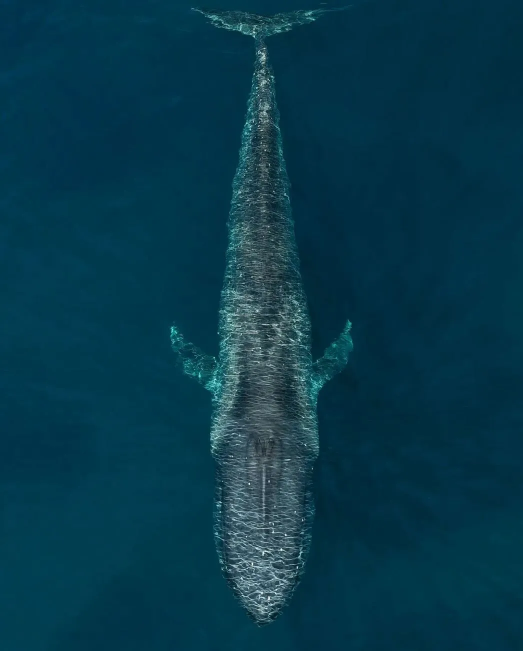 Best Whale-Watching Spots, Warrnambool