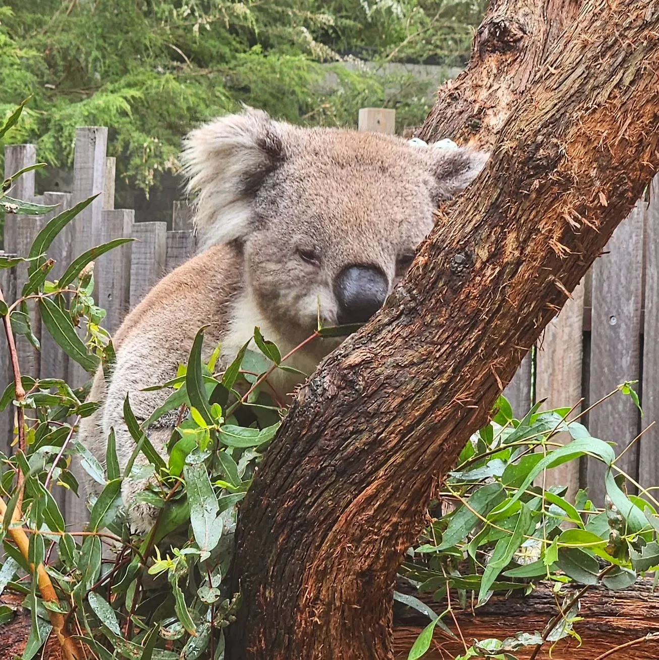 Healesville Sanctuary, kangaroos