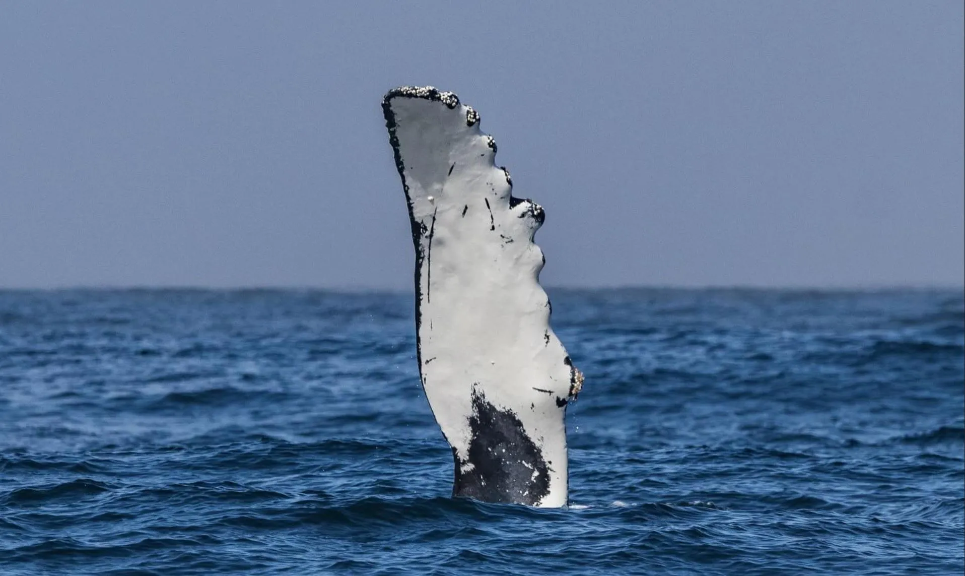 Humpback Whales