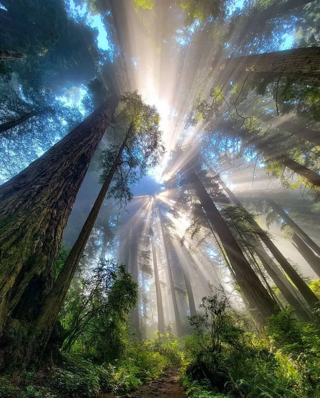 Warburton Redwood Forest