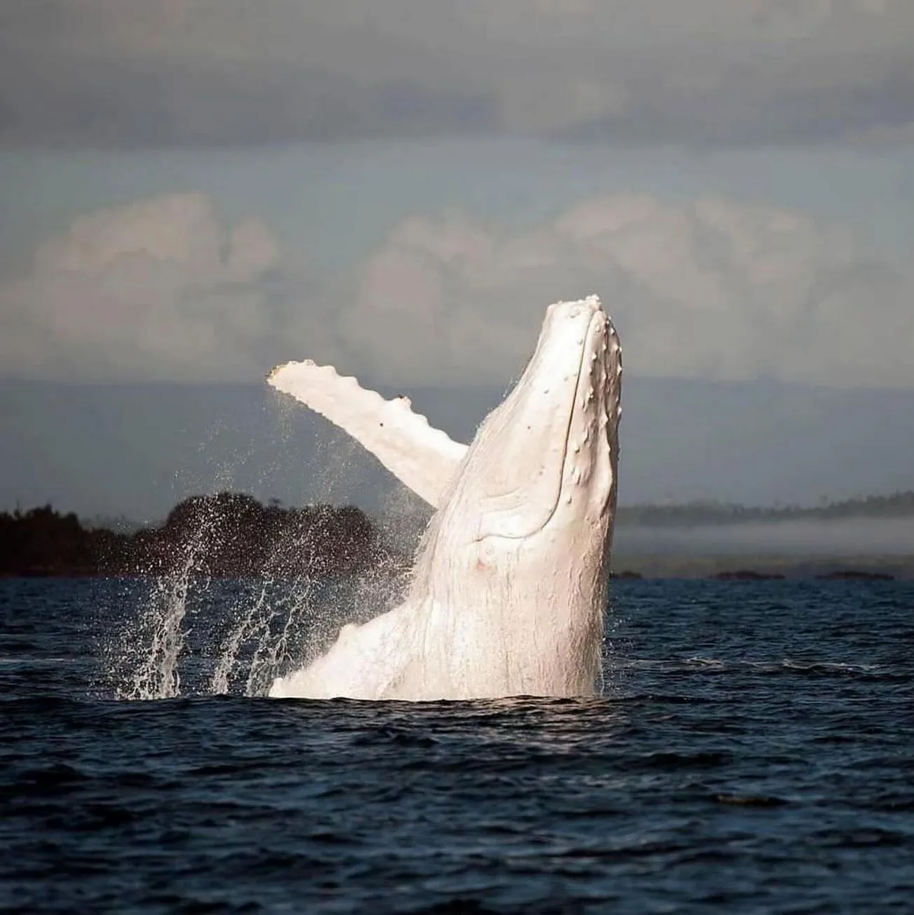 Whale Watching on the Great Ocean Road