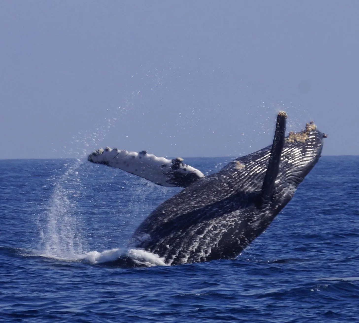 Why It’s the Best Time to Go, whale watch