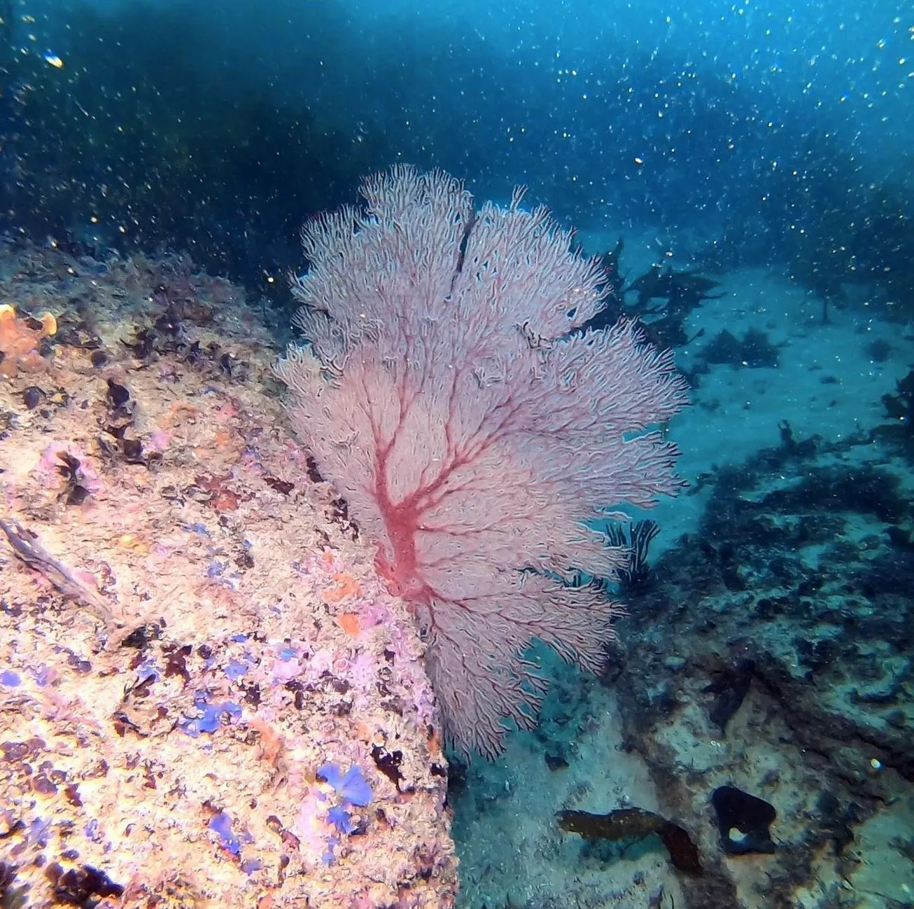 Southern Reef Life